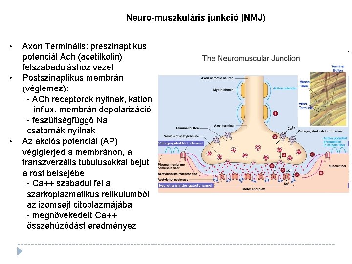 Neuro-muszkuláris junkció (NMJ) • • • Axon Terminális: preszinaptikus potenciál Ach (acetilkolin) felszabaduláshoz vezet