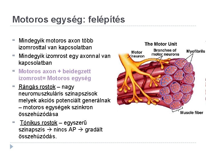 Motoros egység: felépítés Mindegyik motoros axon több izomrosttal van kapcsolatban Mindegyik izomrost egy axonnal