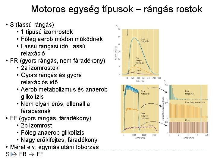 Motoros egység típusok – rángás rostok • S (lassú rángás) • 1 tipusú izomrostok