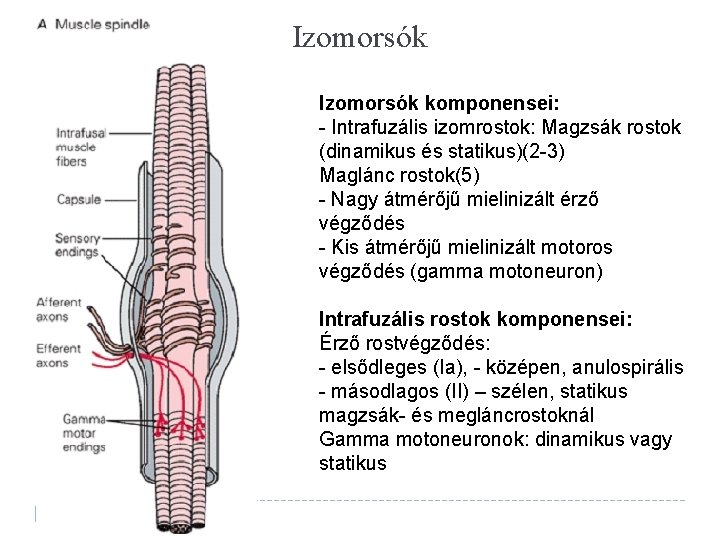 Izomorsók komponensei: - Intrafuzális izomrostok: Magzsák rostok (dinamikus és statikus)(2 -3) Maglánc rostok(5) -