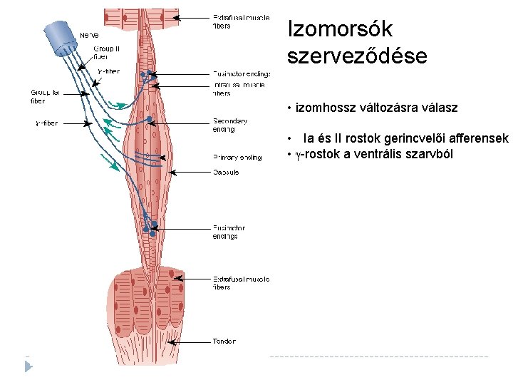 Izomorsók szerveződése • izomhossz változásra válasz • Ia és II rostok gerincvelői afferensek •