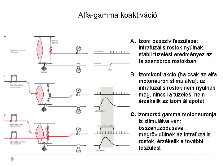 Alfa-gamma koaktiváció A. Izom passzív feszülése: intrafuzális rostok nyúlnak, stabil tüzelést eredményez az Ia