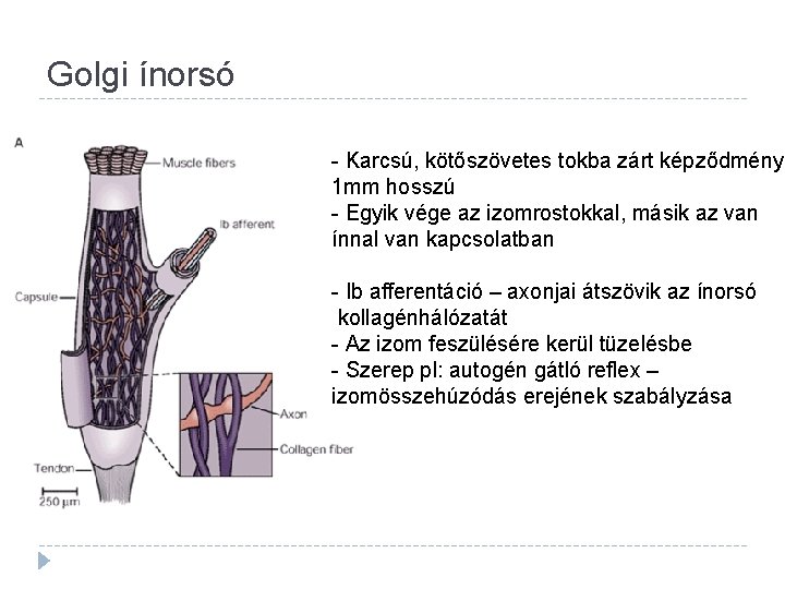 Golgi ínorsó - Karcsú, kötőszövetes tokba zárt képződmény, 1 mm hosszú - Egyik vége