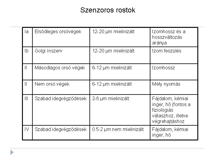 Szenzoros rostok Ia Elsődleges orsóvégek 12 -20 μm mielinizált Izomhossz és a hosszváltozás aránya