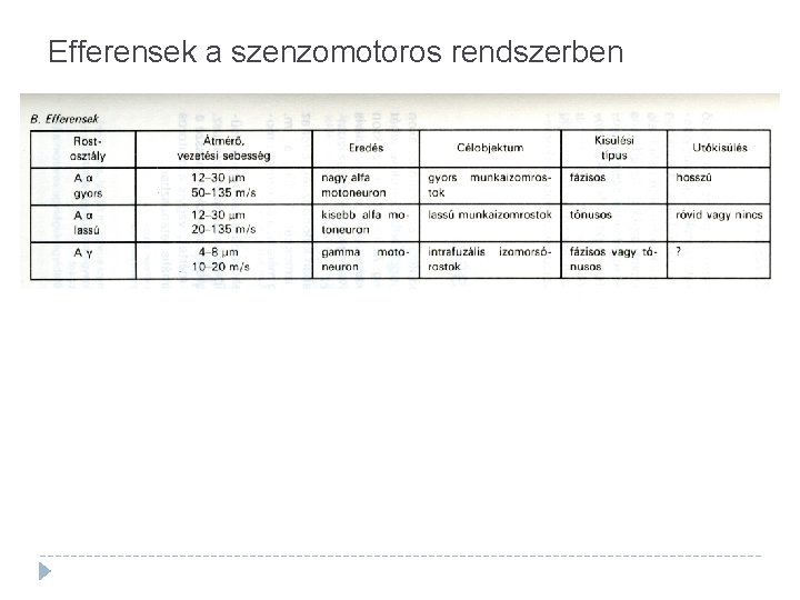 Efferensek a szenzomotoros rendszerben 