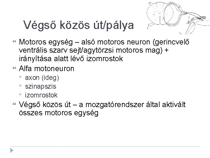 Végső közös út/pálya Motoros egység – alsó motoros neuron (gerincvelő ventrális szarv sejt/agytörzsi motoros