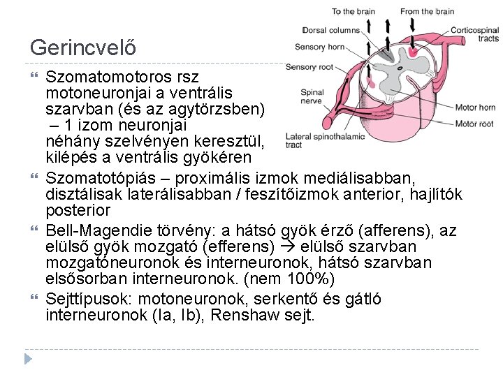 Gerincvelő Szomatomotoros rsz motoneuronjai a ventrális szarvban (és az agytörzsben) – 1 izom neuronjai