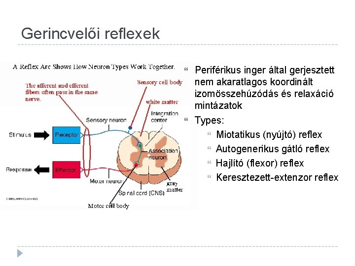 Gerincvelői reflexek Periférikus inger által gerjesztett nem akaratlagos koordinált izomösszehúzódás és relaxáció mintázatok Types: