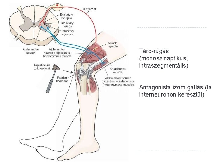 Térd-rúgás (monoszinaptikus, intraszegmentális) Antagonista izom gátlás (Ia interneuronon keresztül) 