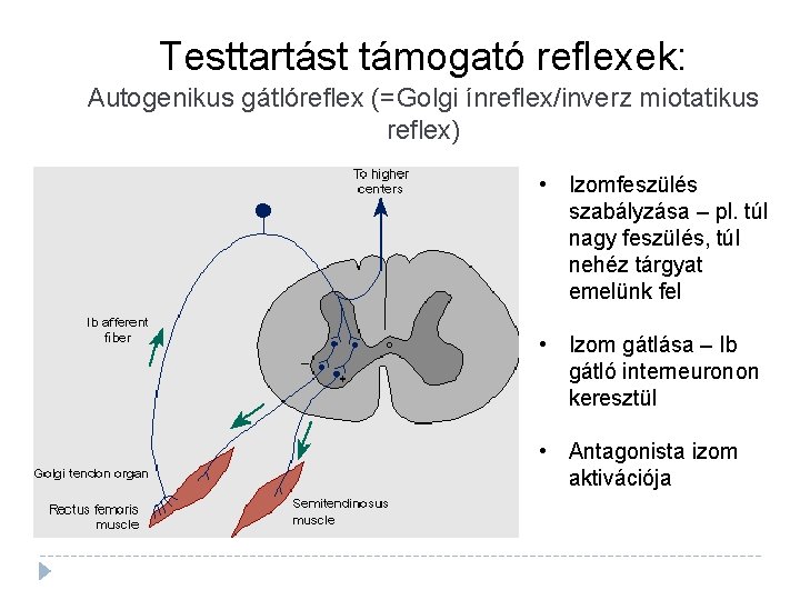 Testtartást támogató reflexek: Autogenikus gátlóreflex (=Golgi ínreflex/inverz miotatikus reflex) • Izomfeszülés szabályzása – pl.