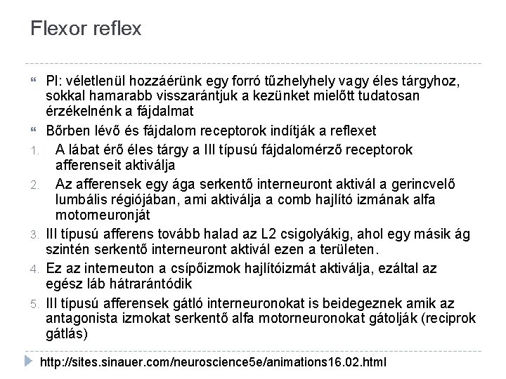 Flexor reflex 1. 2. 3. 4. 5. Pl: véletlenül hozzáérünk egy forró tűzhely vagy