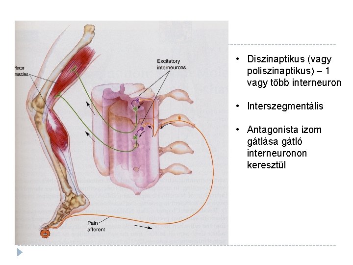  • Diszinaptikus (vagy poliszinaptikus) – 1 vagy több interneuron • Interszegmentális • Antagonista