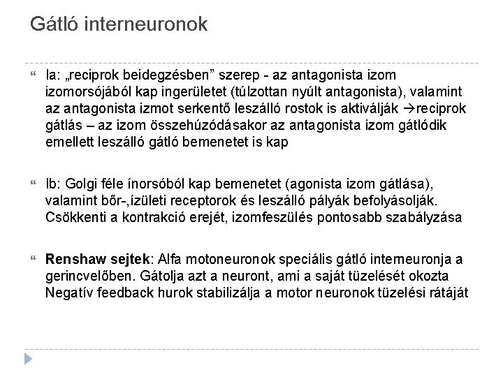 Gátló interneuronok Ia: „reciprok beidegzésben” szerep - az antagonista izomorsójából kap ingerületet (túlzottan nyúlt