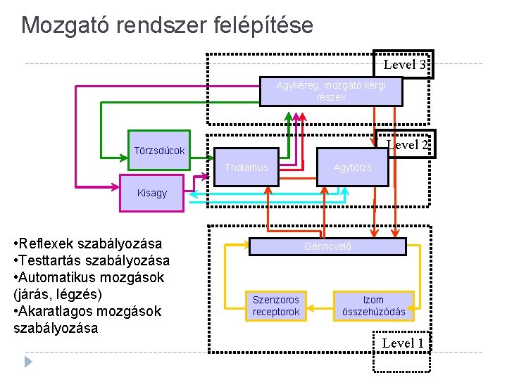 Mozgató rendszer felépítése Level 3 Agykéreg, mozgató kérgi részek Level 2 Törzsdúcok Thalamus Agytörzs