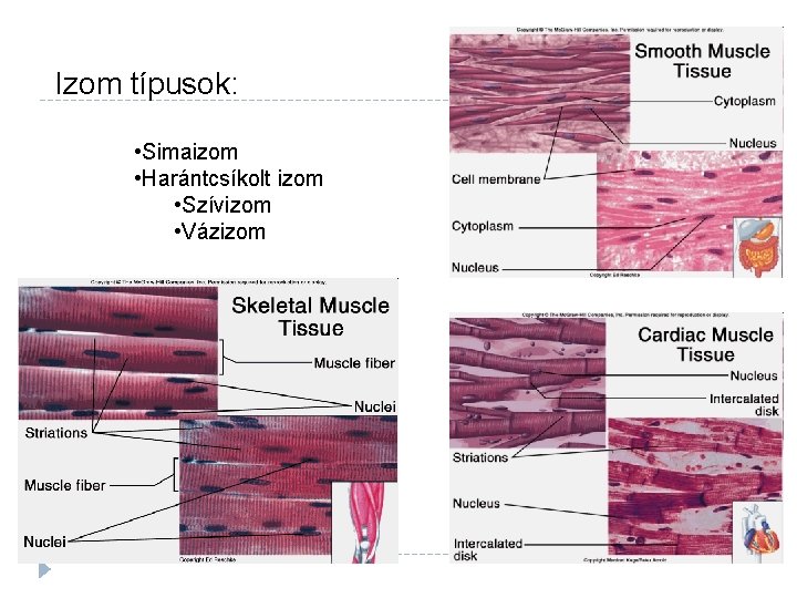 Izom típusok: • Simaizom • Harántcsíkolt izom • Szívizom • Vázizom 