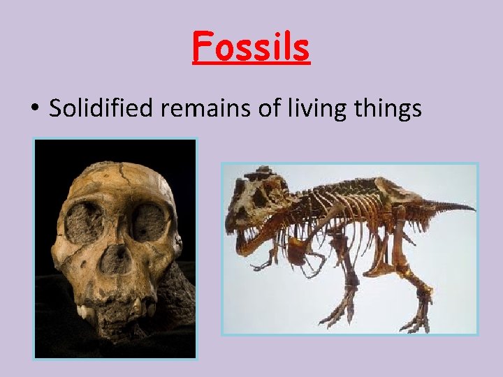 Fossils • Solidified remains of living things 