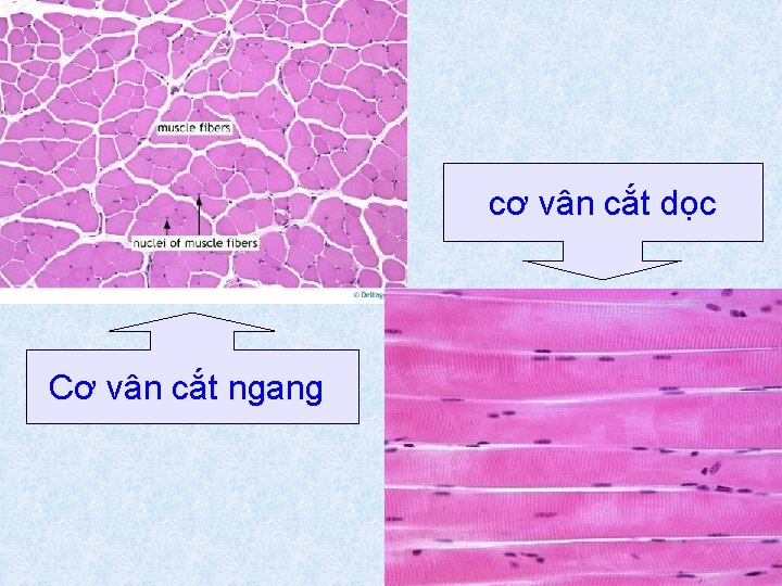 cơ vân cắt dọc Cơ vân cắt ngang 