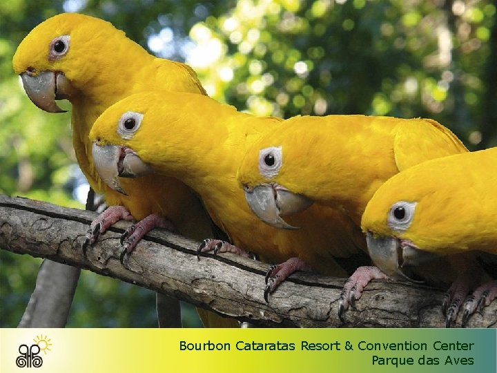 Bourbon Cataratas Resort & Convention Center Parque das Aves 