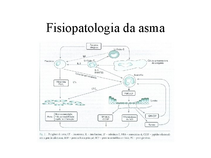 Fisiopatologia da asma 
