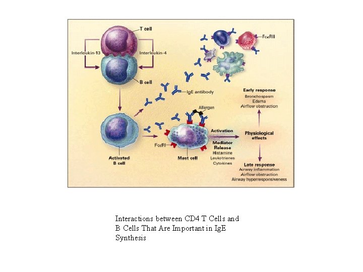 Interactions between CD 4 T Cells and B Cells That Are Important in Ig.