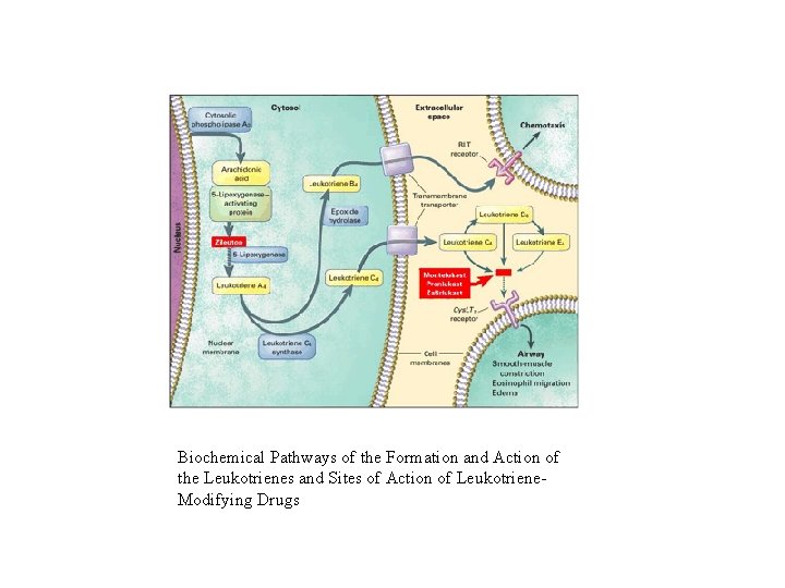 Biochemical Pathways of the Formation and Action of the Leukotrienes and Sites of Action