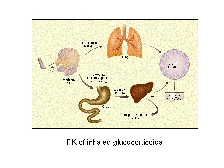 PK of inhaled glucocorticoids 