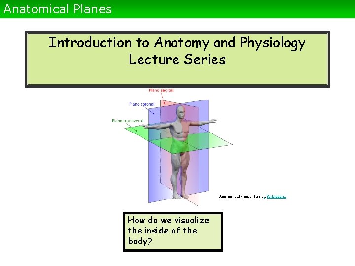Anatomical Planes Introduction to Anatomy and Physiology Lecture Series Anatomical Planes Twins. . Wikioedia.