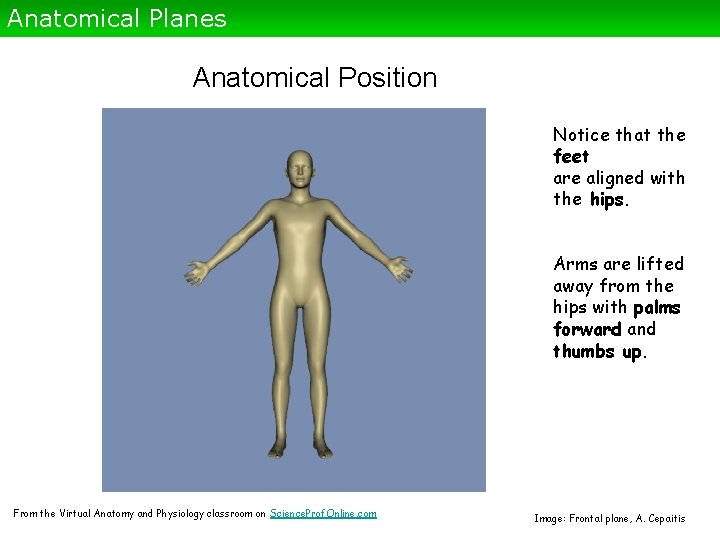 Anatomical Planes Anatomical Position Notice that the feet are aligned with the hips. Arms