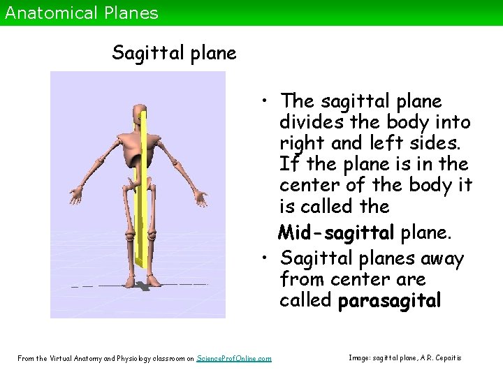 Anatomical Planes Sagittal plane • The sagittal plane divides the body into right and