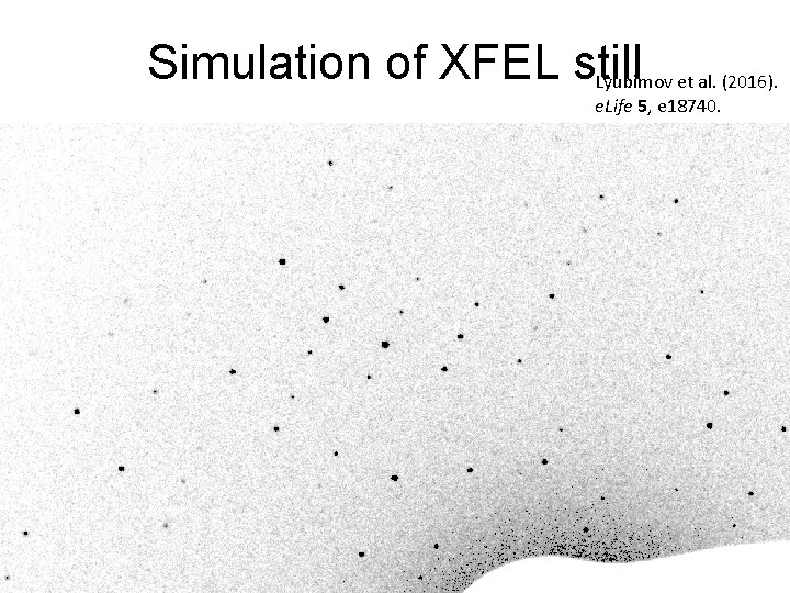 Simulation of XFEL still Lyubimov et al. (2016). e. Life 5, e 18740. 