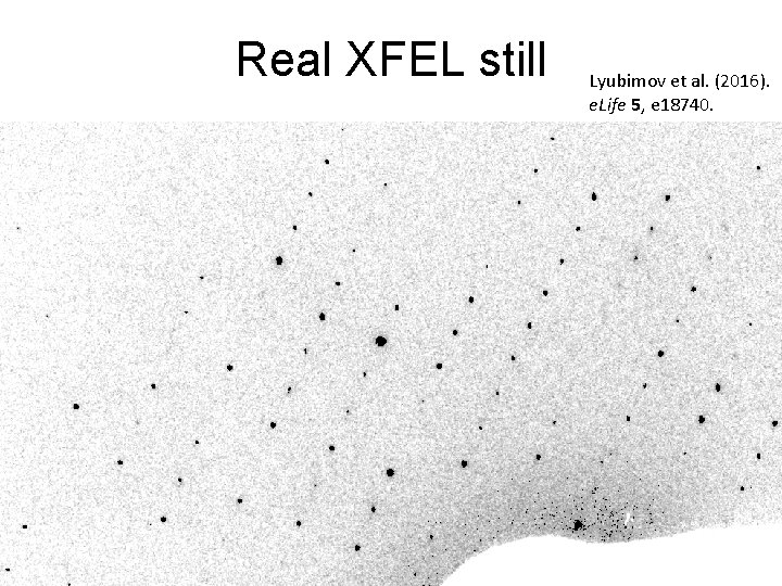 Real XFEL still Lyubimov et al. (2016). e. Life 5, e 18740. 