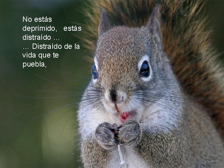 No estás deprimido, estás distraído … … Distraído de la vida que te puebla,