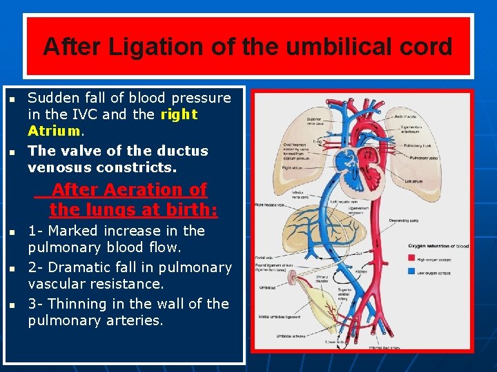 After Ligation of the umbilical cord n n Sudden fall of blood pressure in