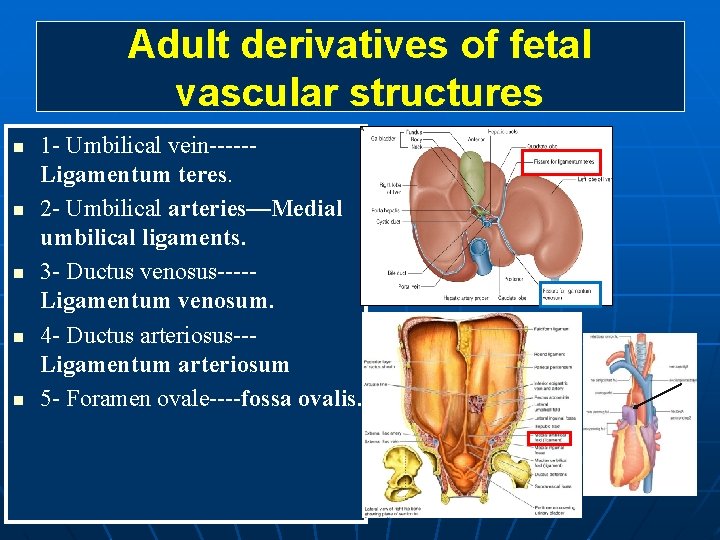 Adult derivatives of fetal vascular structures n n n 1 - Umbilical vein-----Ligamentum teres.