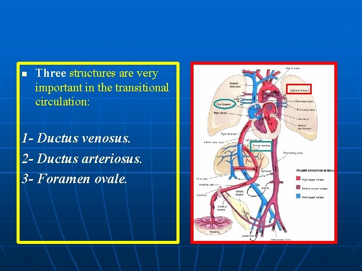 n Three structures are very important in the transitional circulation: 1 - Ductus venosus.