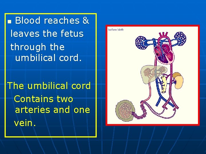 Blood reaches & leaves the fetus through the umbilical cord. n The umbilical cord