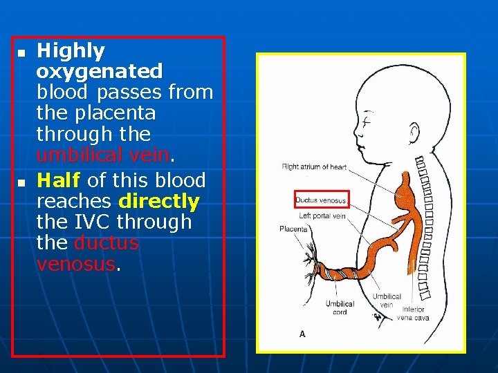 n n Highly oxygenated blood passes from the placenta through the umbilical vein. Half