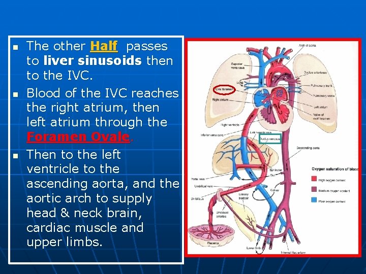 n n n The other Half passes to liver sinusoids then to the IVC.