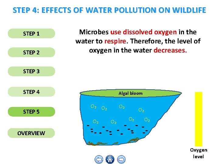 STEP 4: EFFECTS OF WATER POLLUTION ON WILDLIFE STEP 1 STEP 2 Microbes use
