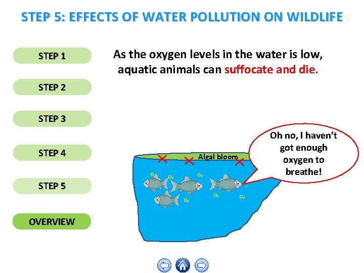 STEP 5: EFFECTS OF WATER POLLUTION ON WILDLIFE STEP 1 As the oxygen levels