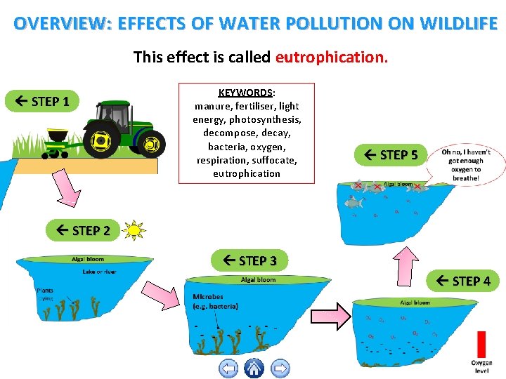 OVERVIEW: EFFECTS OF WATER POLLUTION ON WILDLIFE This effect is called eutrophication. STEP 1