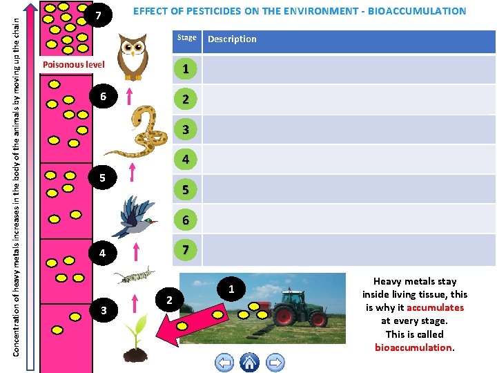 Concentration of heavy metals increases in the body of the animals by moving up