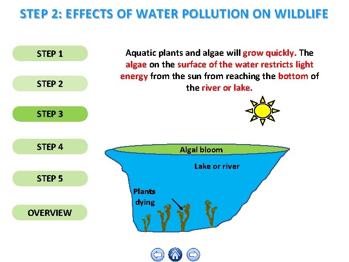 STEP 2: EFFECTS OF WATER POLLUTION ON WILDLIFE STEP 1 STEP 2 Aquatic plants