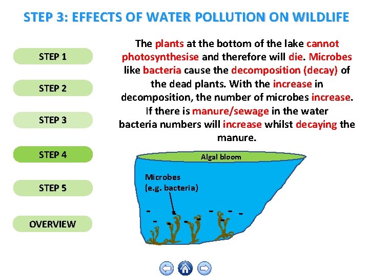 STEP 3: EFFECTS OF WATER POLLUTION ON WILDLIFE STEP 1 STEP 2 STEP 3