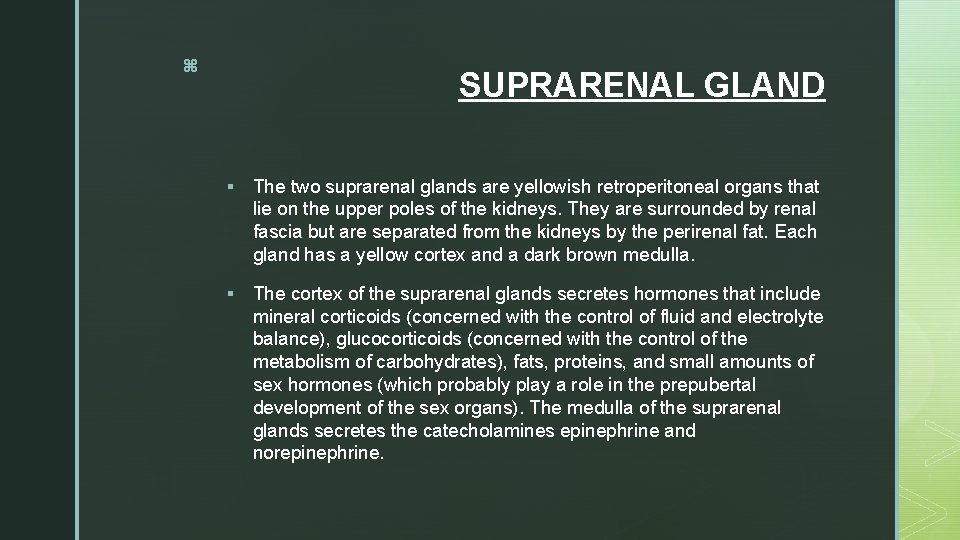 z SUPRARENAL GLAND § The two suprarenal glands are yellowish retroperitoneal organs that lie