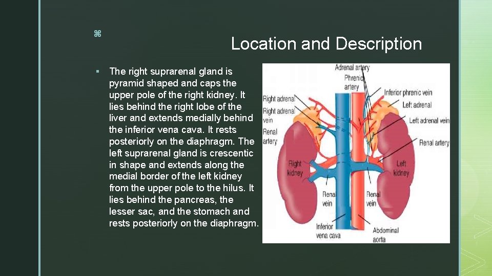 z § Location and Description The right suprarenal gland is pyramid shaped and caps