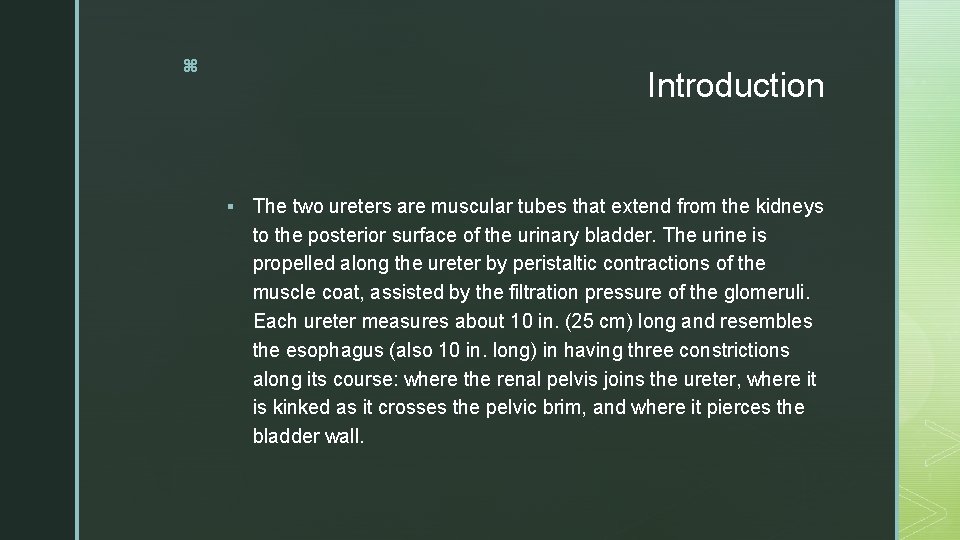 z Introduction § The two ureters are muscular tubes that extend from the kidneys