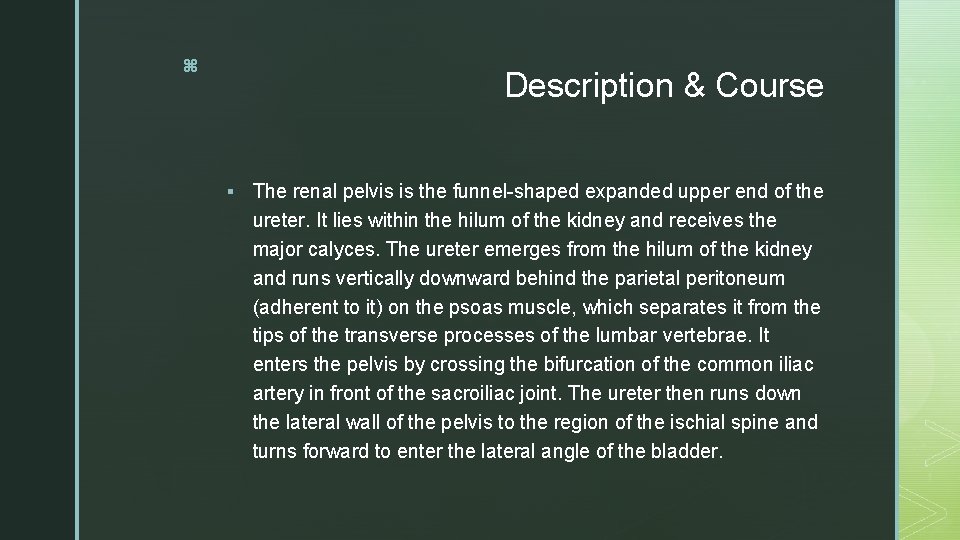 z Description & Course § The renal pelvis is the funnel-shaped expanded upper end