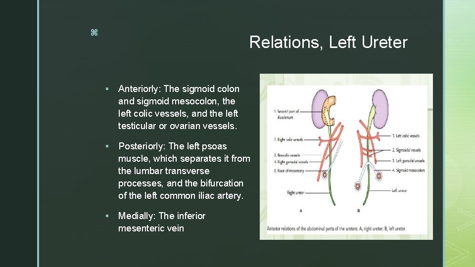 z Relations, Left Ureter § Anteriorly: The sigmoid colon and sigmoid mesocolon, the left