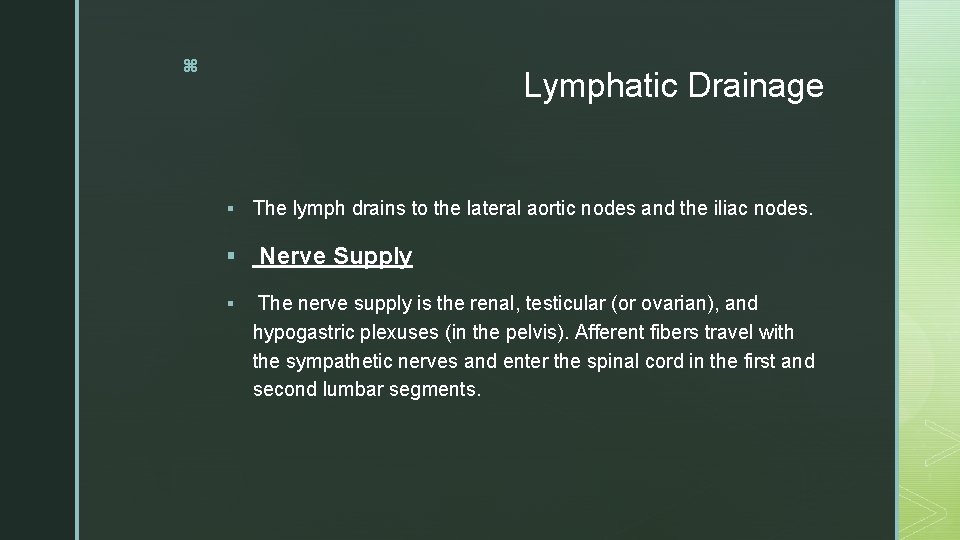 z Lymphatic Drainage § § § The lymph drains to the lateral aortic nodes